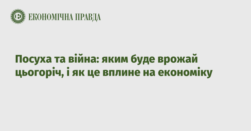 Сухість та конфлікти: яким чином цьогорічний урожай вплине на економічну ситуацію?