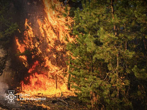 У Харківській області внаслідок великих лісових пожеж було евакуйовано 250 осіб, повідомляє обласна військова адміністрація. | УНН