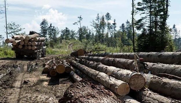 В Україні вводять суворіші покарання за незаконні вирубки та шкоду деревам.